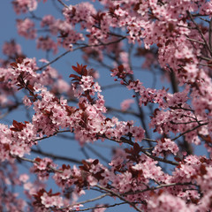 Arbre en fleur