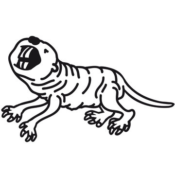 naked_mole_rat