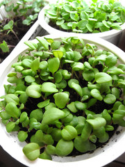 seedlings in pots