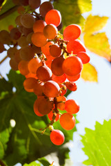 Glowing red grapes close-up