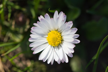 Obraz premium MARGARITE