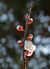 closeup of apricot tree buds in spring season