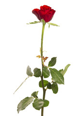 isolated rose