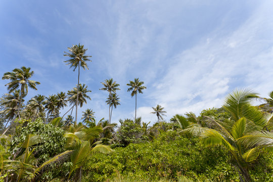 Grand Anse - La Digue - Seychelles