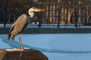 Bittern in winter.
