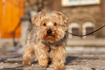 dog on the street in Netherlands