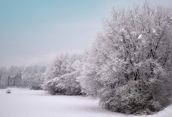 Snowy winter view with blue sky