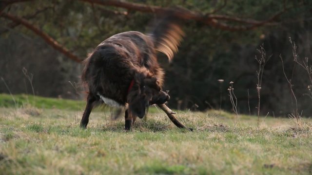 Hund beim Spielen