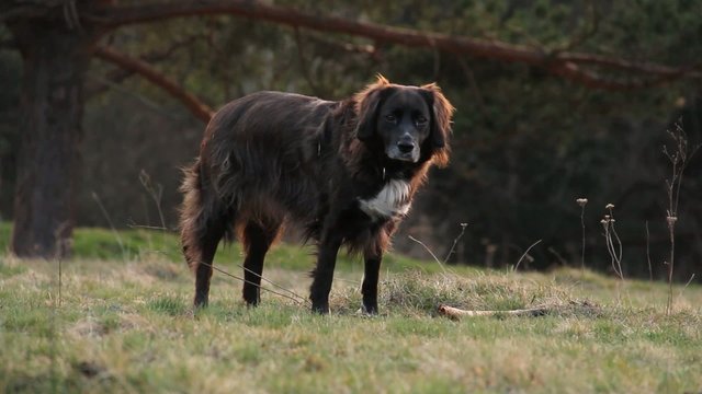 Hund beim Spielen