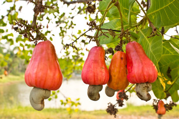 Cashew nuts growing on a tree