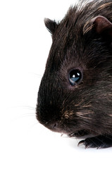 brown cavy on white background