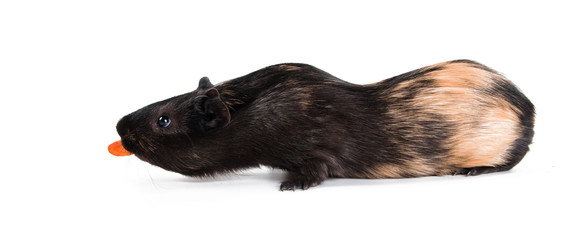 guinea pig with carrot isolated on white background
