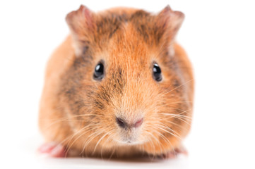 guinea pig