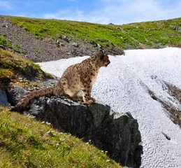 Foto op Canvas Snow leopard  on rocky © JackF