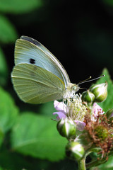 Schmetterling auf Brombeerblüte