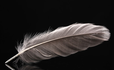 beautiful feather on black background