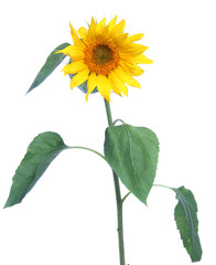 Fototapeta premium yellow sunflower, is isolated.