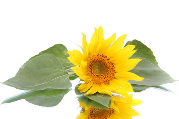 yellow sunflower on a mirror