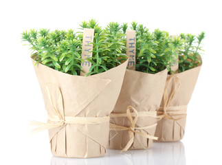 thyme herb plants in pots with beautiful paper decor isolated