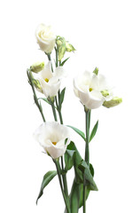 Naklejka na ściany i meble beautiful spring flowers isolated on white