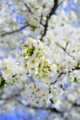 flowering spring tree on blue sky