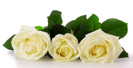 white roses
