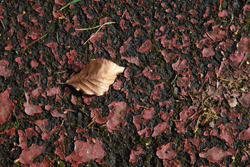 Blatt auf rotem Boden