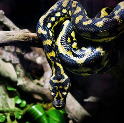 big snake