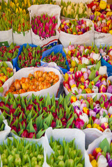 Tulip flowers market