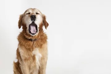 No drill roller blinds Dog Yawning dog
