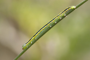 Raupe