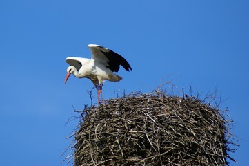Storch auf einem Nest