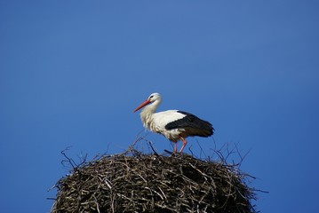 Storch auf einem Nest