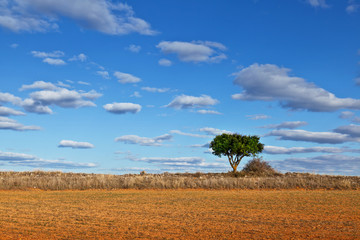 Lonely Tree in a Dry Meadow