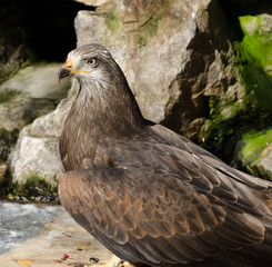 Beautiful eagle portrait