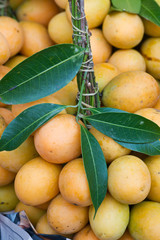 Maprang : tropical fruit in Thailand