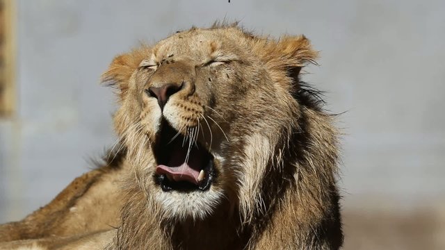 Portrait of a young male lion yawning