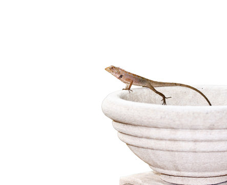 chameloen on ceramic bowl