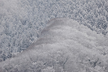 Obraz premium なごり雪