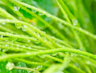 water drop on water plant stem after raining