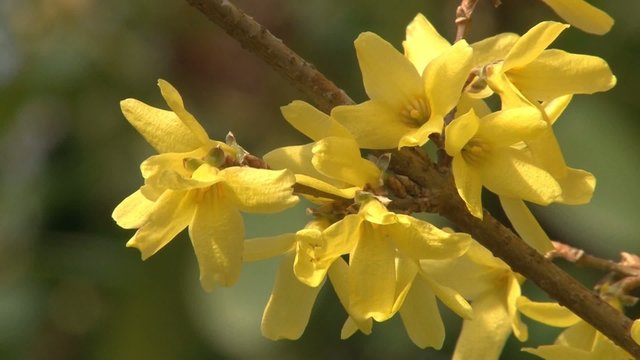 Forsythia-01