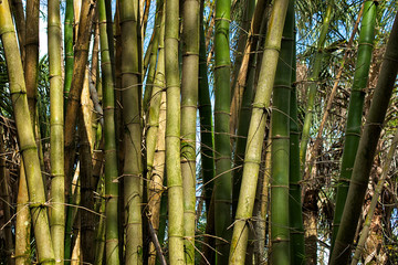 patch of bamboo trees growing wild