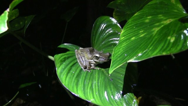 GRENOUILLE DANS LA JUNGLE LA NUIT
