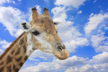 Naklejka premium giraffe head to see the sky.