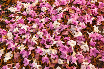 Bed of Fallen Flowers