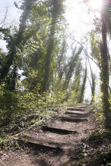 Stairs in forrest