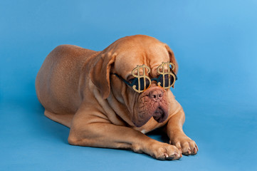 Dog with funny glasses with dollar currency sign