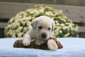 yellow labrador puppy with a toy