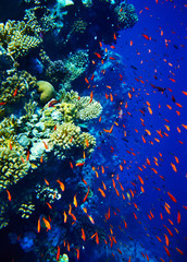 Obraz na płótnie Canvas Grupa koralowców wodzie ryb.