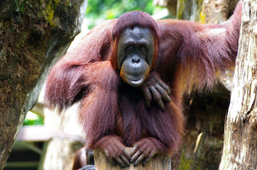 Orang-Utan